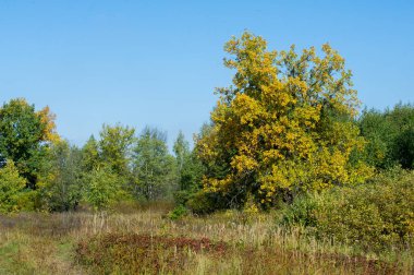 Sonbahar, Güz, yaprak sonbahar, sonbahar yaprak