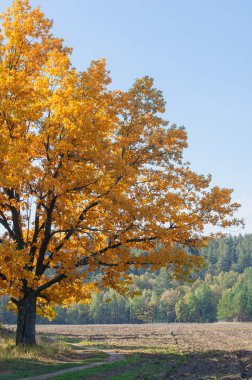 Sonbahar için harika bir zaman
