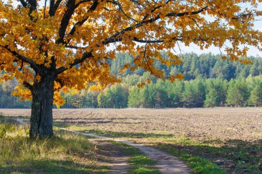 Sonbahar için harika bir zaman