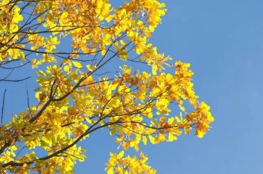 Sonbahar için harika bir zaman