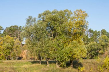 Sonbahar için harika bir zaman