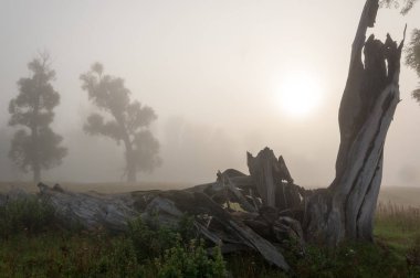 sonbahar park. sonunda geri. 