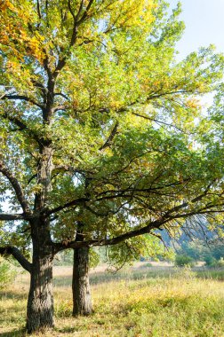 sonbahar park. sonunda geri. 