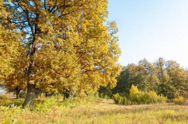 sonbahar park. sonunda geri. 