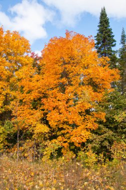Sonbahar için harika bir zaman