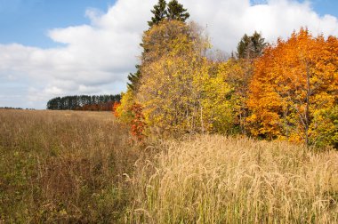 Sonbahar, Güz, yaprak sonbahar, sonbahar yaprak