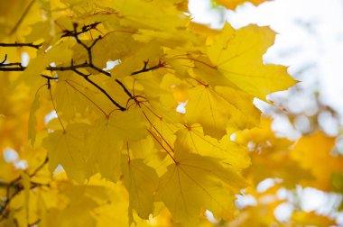 sonbahar günbatımı