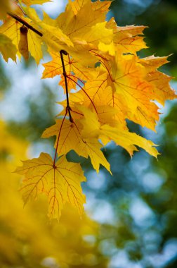 sonbahar günbatımı