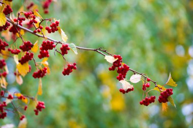 sonbahar günbatımı