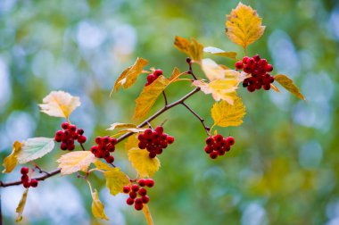 sonbahar günbatımı