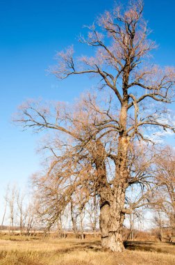 sonbahar park, orman manzarası duvar kağıdı, sonbahar manzarası,  