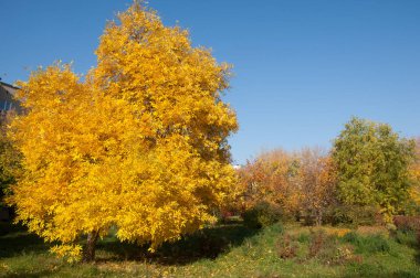 Sonbahar, Güz, yaprak sonbahar, sonbahar yaprak