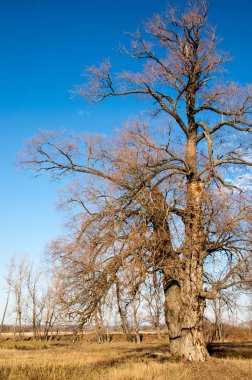sonbahar park. sonunda geri. 
