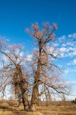 sonbahar park. sonunda geri. 