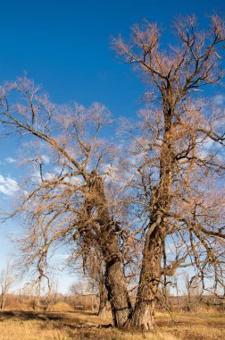 sonbahar park. sonunda geri. 
