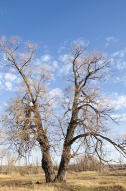 sonbahar park. sonunda geri. 