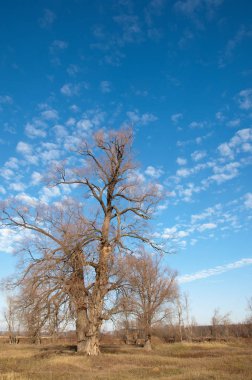 sonbahar park. sonunda geri. 