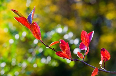 Sonbahar için harika bir zaman