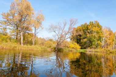 Sonbahar nehri, Sonbahar ağaçları altın içinde