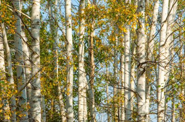 Doku, arka plan. Aspen ağacı, ağacın tepesi, ağaç c