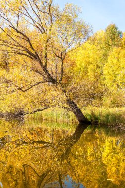 Sonbahar Yaprakları. 