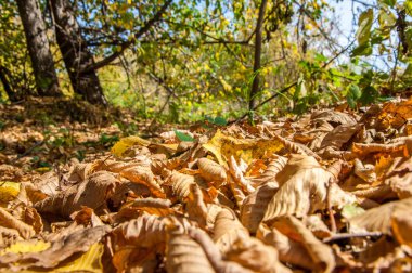 Sonbahar yaprak döken orman, güneşli bir gün