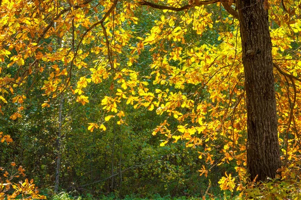 Paisaje. Hermoso bosque de otoño en el parque nacional "Así —  Fotos de Stock