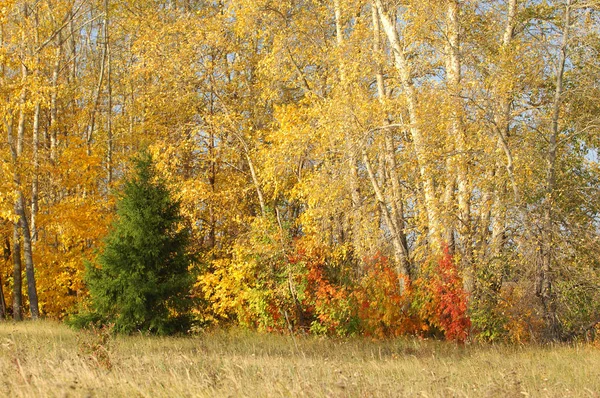 Autumn — Stock Photo, Image