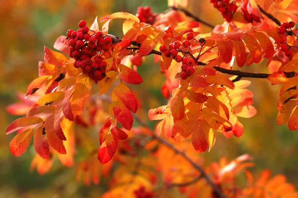 Herbst — Stockfoto