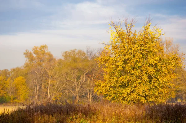 Tempo Maravilhoso Para Cair Folhas Douradas Dias Quentes — Fotografia de Stock
