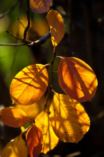 Folhas Outono Fotografadas Sobre Natureza — Fotografia de Stock