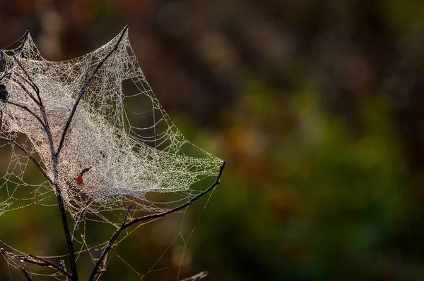 web, cobweb, spiderweb, net, tissue, spider\'s web
