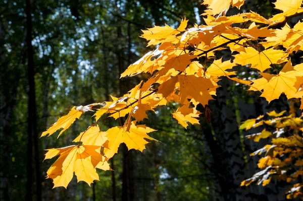 Autumn, fall, leaf fall, fall of the leaf — Stock Photo, Image