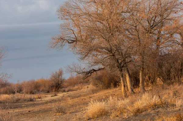 L'automne est venu dans la steppe — Photo