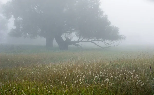 Niebla otoñal —  Fotos de Stock