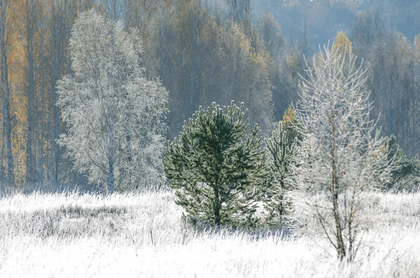森の中の明るい霜の朝 — ストック写真