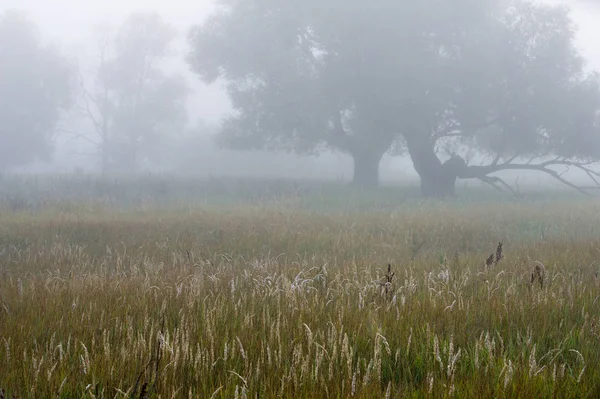 Nebbia autunnale — Foto Stock