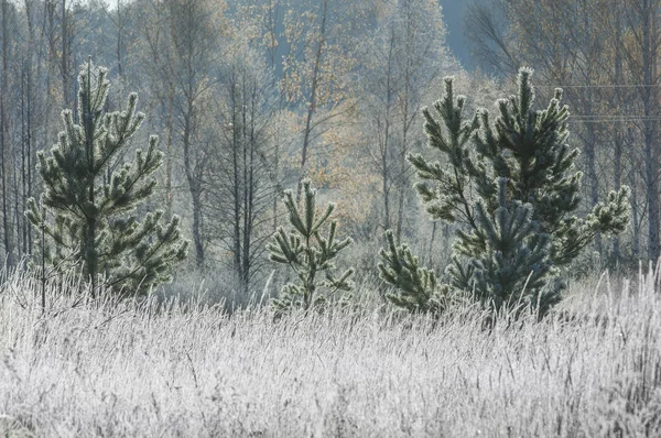 Landscape Bright Frosty Morning Woods — Stock Photo, Image