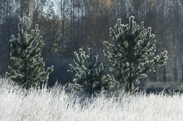 Gelo autunnale sull'erba e sugli alberi — Foto Stock