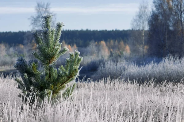 Herbstfrost auf Gras und Bäumen — Stockfoto