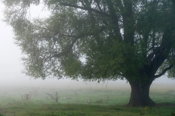 Autumn mist — Stock Photo, Image