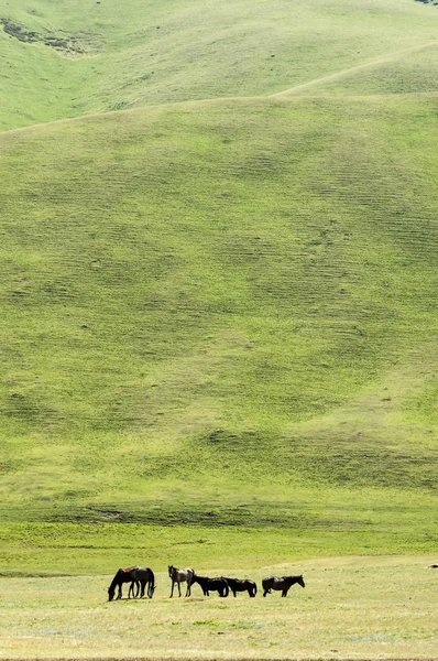 Dağlarda atlar, at, dırdır, hav, hap, dobbin — Stok fotoğraf