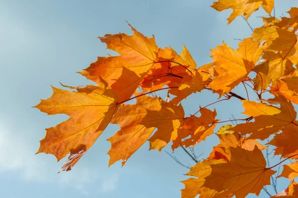 Musim gugur, gugur, daun jatuh, jatuh dari daun — Stok Foto