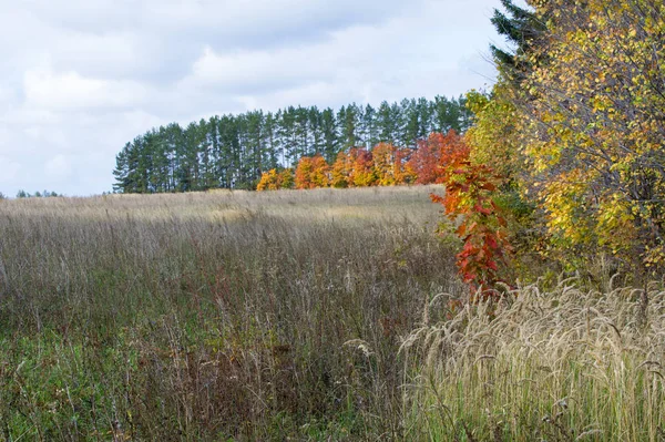Jesień, jesień, opadanie liści, spadek liści — Zdjęcie stockowe