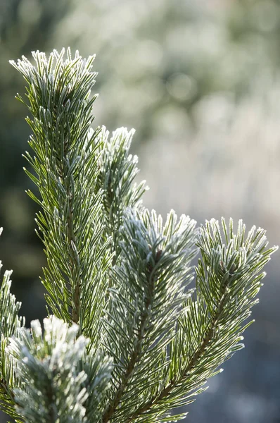 Landscape Bright Frosty Morning Woods — Stock Photo, Image