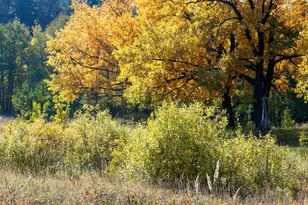 Autumn, fall, leaf fall, fall of the leaf — Stock Photo, Image