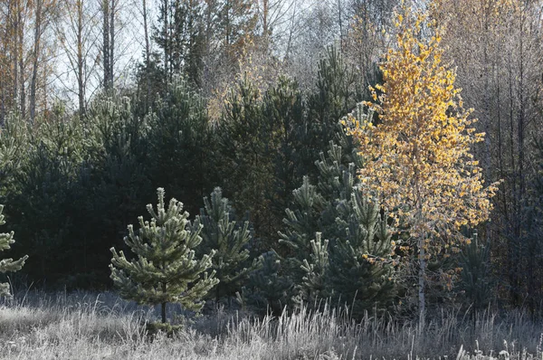 Höstens frost på gräs och träd — Stockfoto