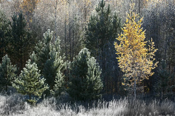 Осенние морозы на траве и деревьях — стоковое фото