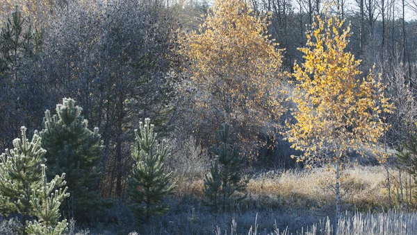 Escarcha de otoño en la hierba y los árboles — Foto de Stock
