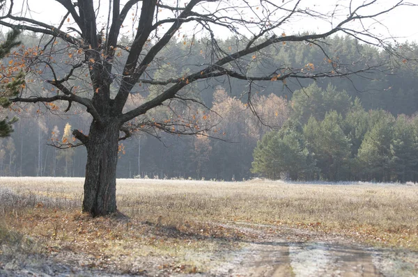 Sonbahar Frost'un çim ve ağaçların üzerinde — Stok fotoğraf